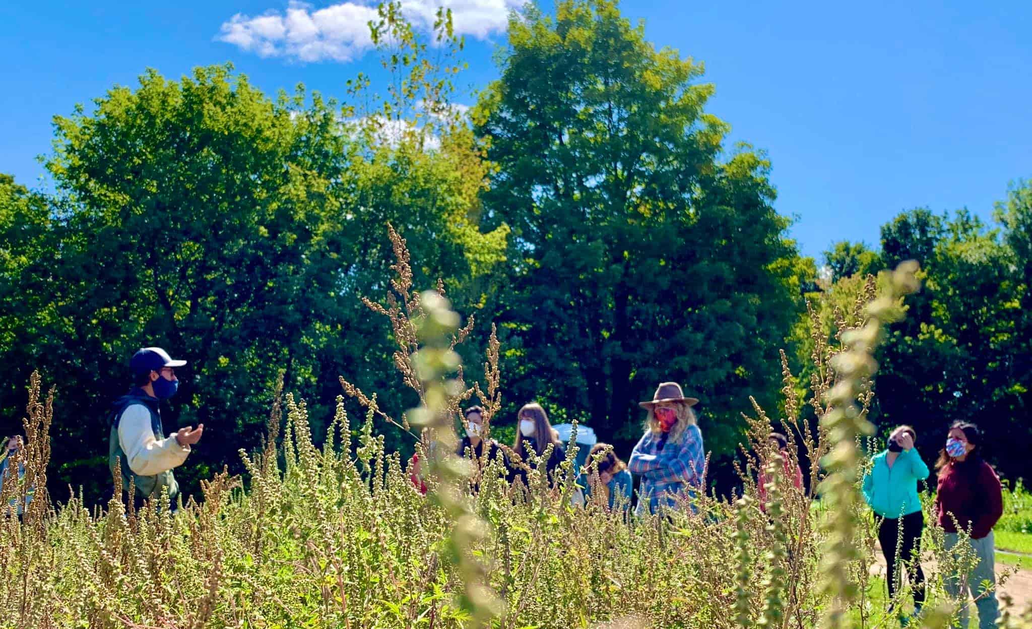 Staff and participants work the fields at Salt City Harvest Farm on a sunny day, with tall grasses growing in the foreground.