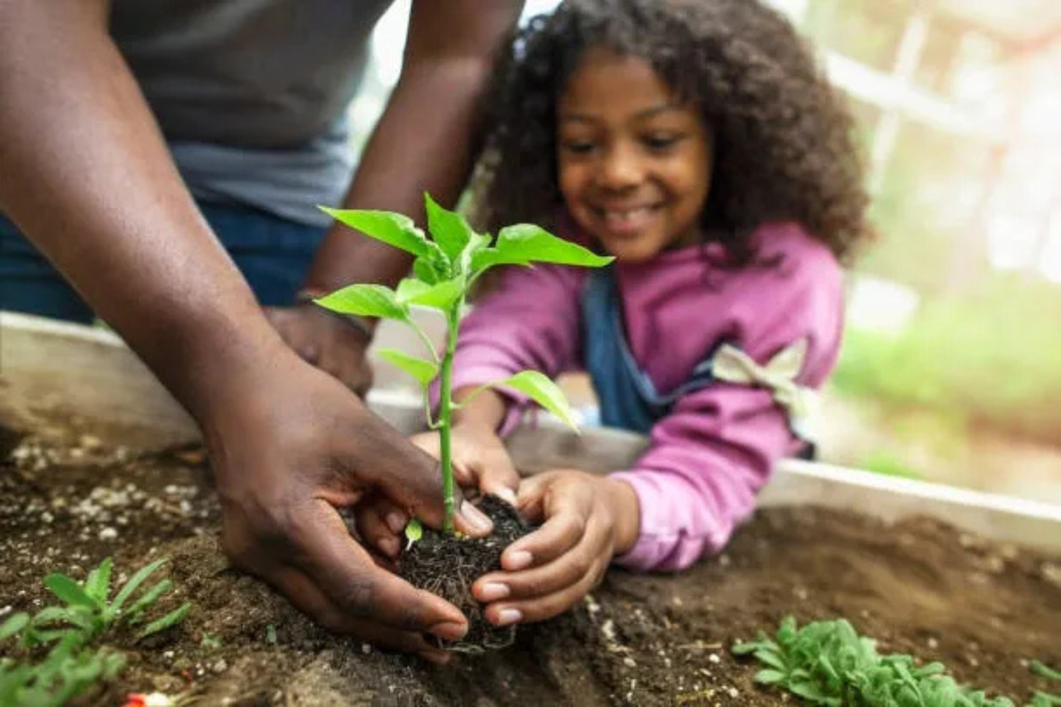 Picture of a young girl planting a plant in an outdoor garden with an adult helping her.